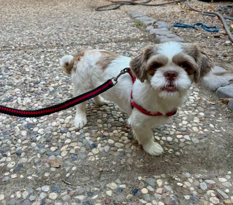 A young small-sized male White / Cream Shih Tzu dog named Cappuccino for adoption in Mcallen, TX