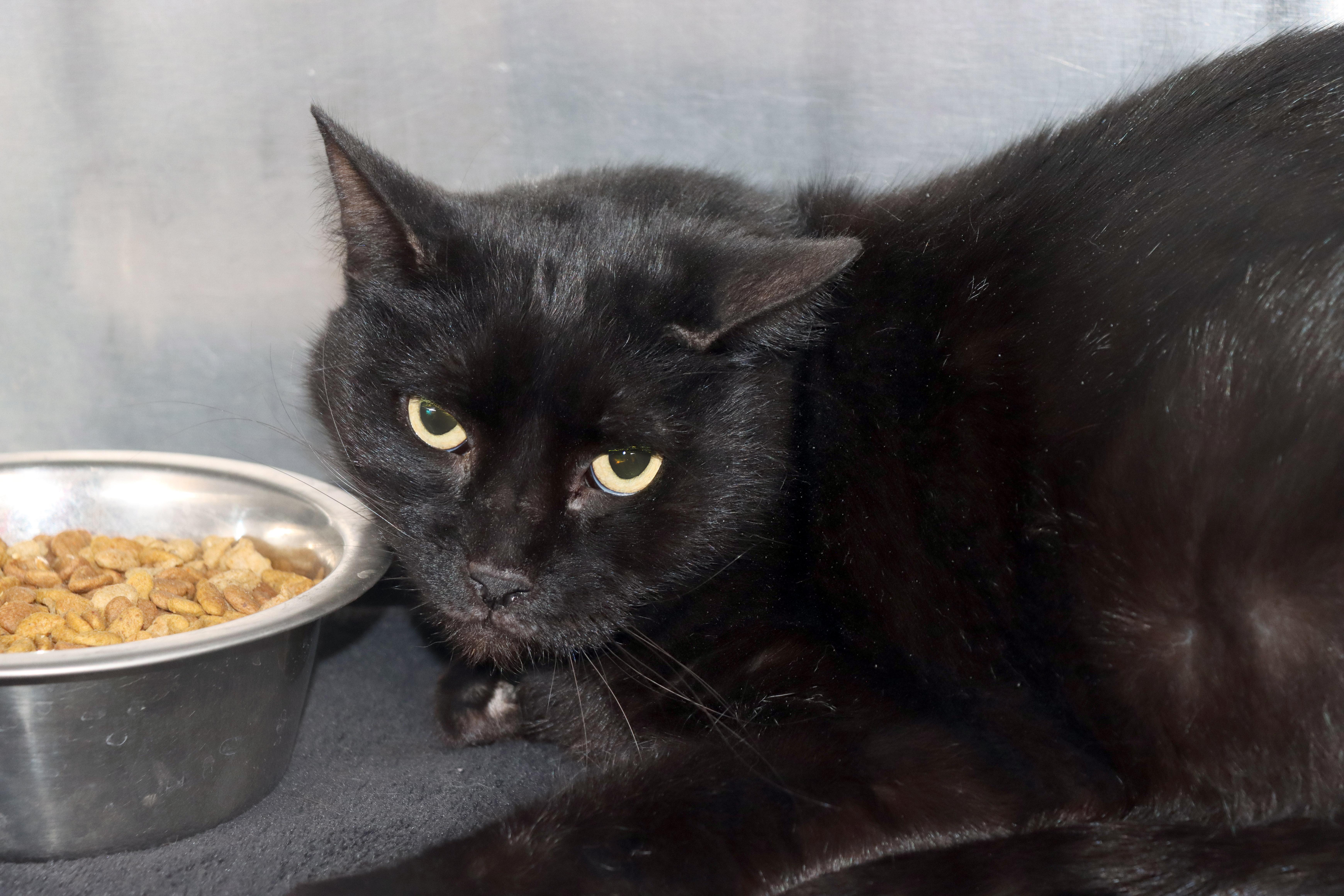 An adult extra large-sized male Black Domestic Short Hair cat named Brodny for adoption in House Springs, MO