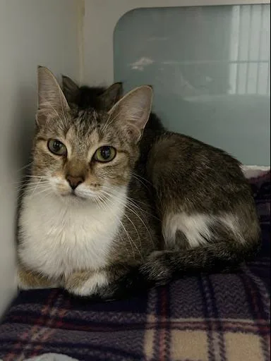 An adult small-sized female Domestic Long Hair cat named Josie Mccoy for adoption in Muskegon, MI