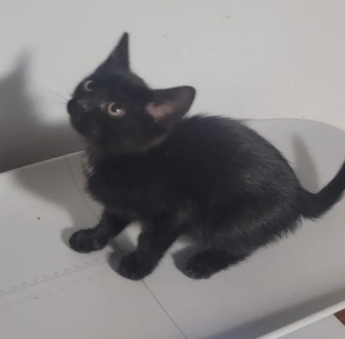 A baby small-sized female Black Domestic Short Hair cat named Cricket for adoption in Roselle, IL