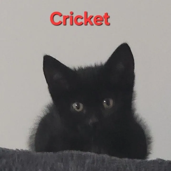 Cricket thumbnail 3