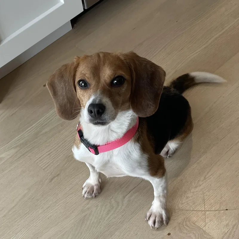 An adult small-sized female Tricolor (Brown, Black, & White) Beagle dog named Bow for adoption in Grayslake, IL