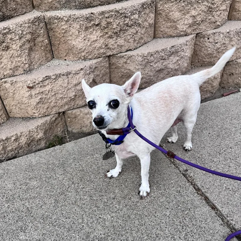 A senior small-sized male White / Cream Chihuahua dog named Pepe for adoption in Ramona, CA