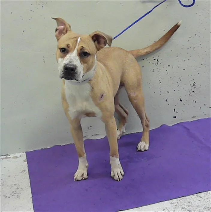 A young medium-sized female Staffordshire Bull Terrier dog named Moonie for adoption in Houston, TX