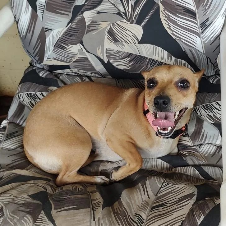 An adult small-sized female Yellow / Tan / Blond / Fawn Chihuahua dog named Bella for adoption in Hobe Sound, FL