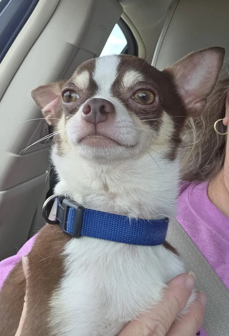 An adult small-sized male Chihuahua dog named Dylan Wood for adoption in Saunderstown, RI