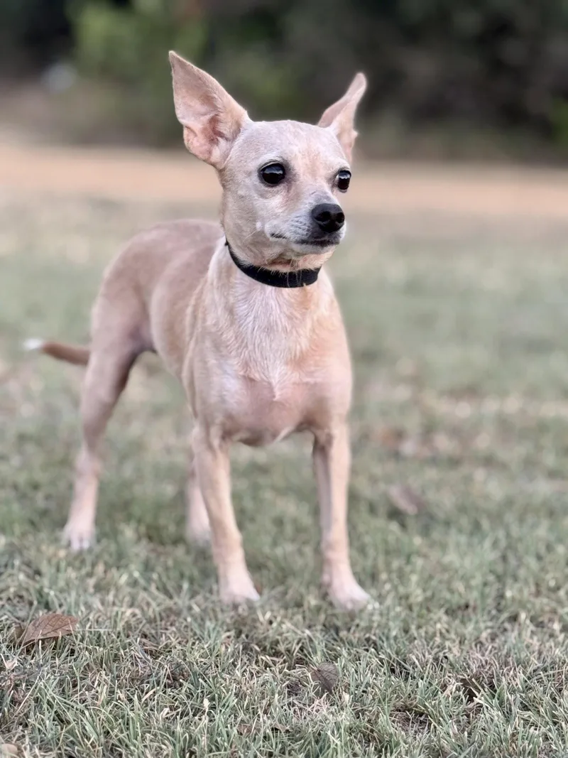 An adult small-sized female Chihuahua dog named Heather for adoption in Helotes, TX