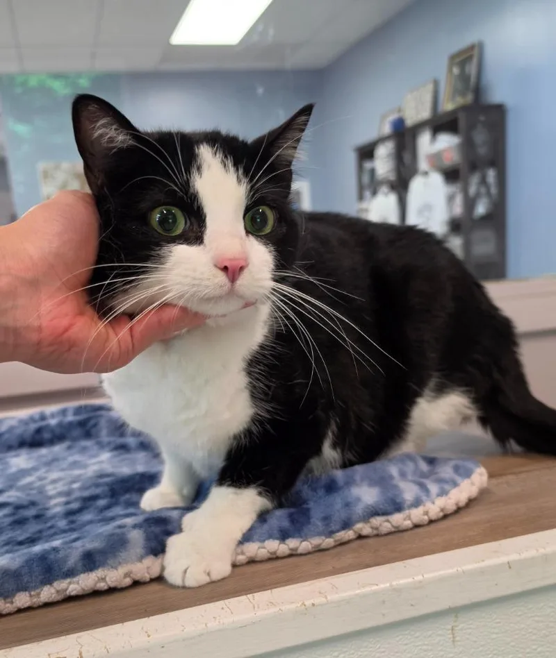 An adult large-sized female Domestic Short Hair cat named Miss Penny for adoption in Athens, TN