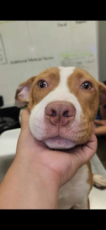 A baby medium-sized male Terrier dog named Chewy for adoption in Palm Coast, FL