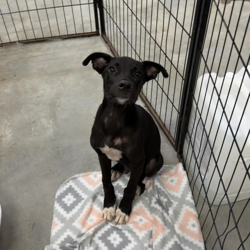A baby small-sized male Black Labrador Retriever dog named Tux for adoption in Birmingham, AL