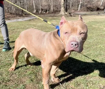 An adult large-sized male Mixed Breed dog named Paulie for adoption in West Chester, PA