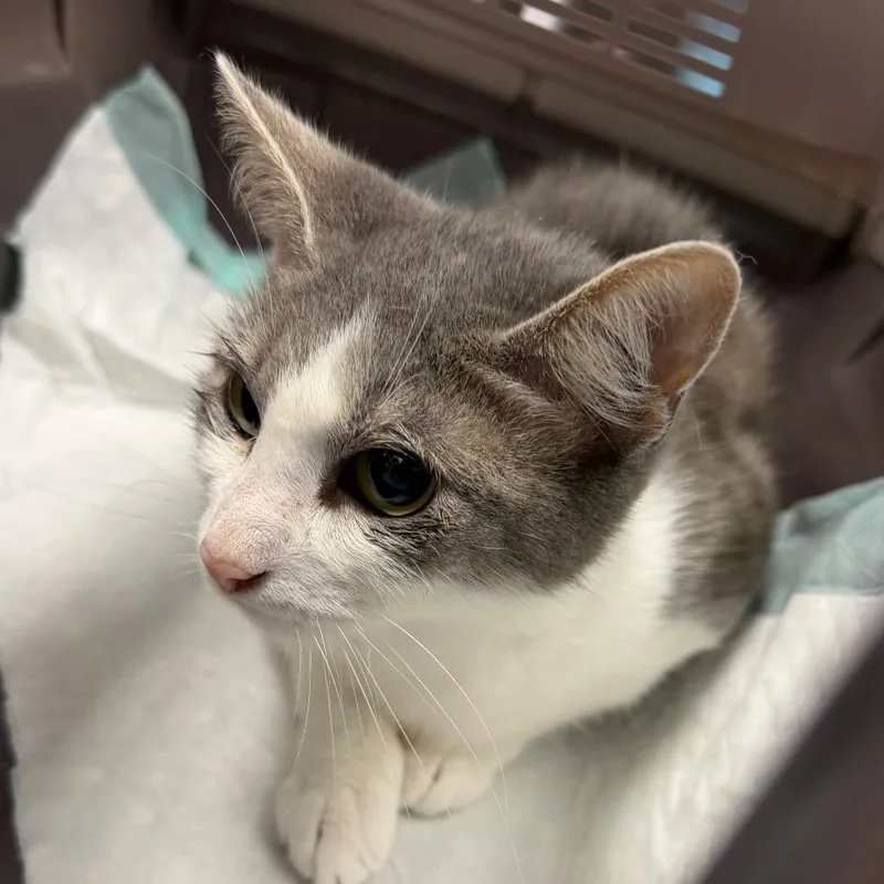 An adult medium-sized female White Domestic Short Hair cat named Flare for adoption in Watertown, NY