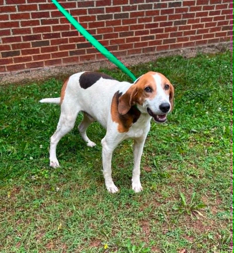 A young medium-sized male Hound dog named King for adoption in Warrenton, NC