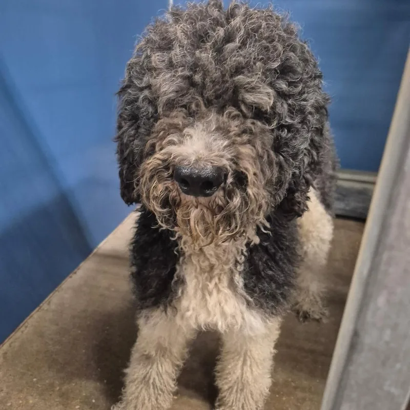 An adult large-sized female Black Standard Poodle dog named Cottenell for adoption in Montgomery, AL