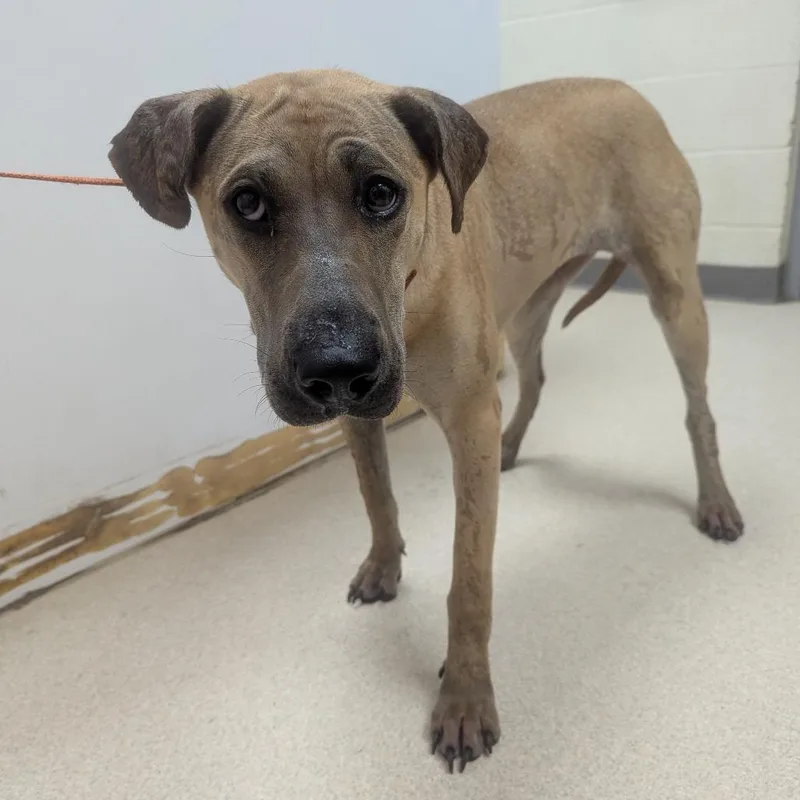 An adult small-sized female Yellow / Tan / Blond / Fawn Black Mouth Cur dog named Sunflower for adoption in Evansville, IN