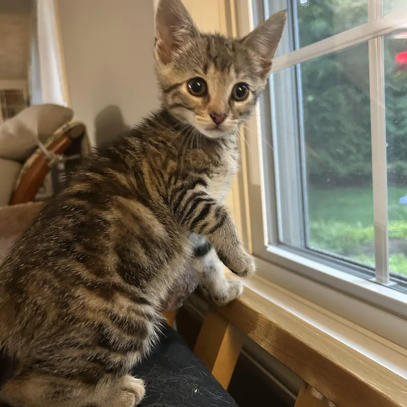 A baby medium-sized female Domestic Short Hair cat named Scout for adoption in Warwick, RI