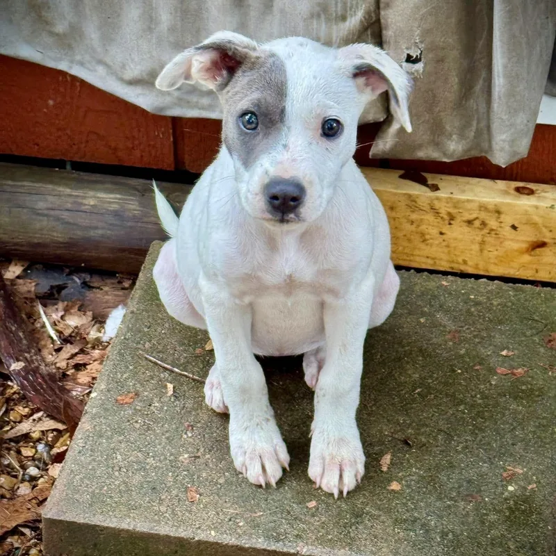 A baby medium-sized female White / Cream Mixed Breed dog named Sunshine for adoption in Tunica, MS