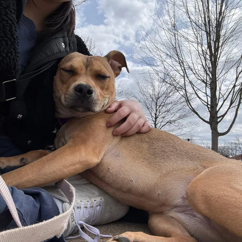 A young medium-sized female Brown / Chocolate Mixed Breed dog named Vespa for adoption in Wheeling, IL