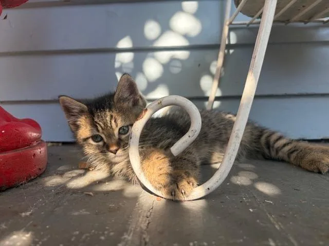 A baby medium-sized male Domestic Medium Hair cat named Bluey for adoption in Shoreline, WA