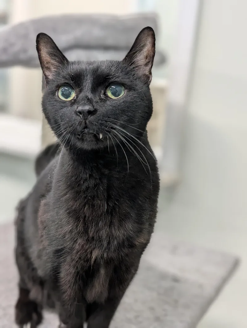 Binx thumbnail 2