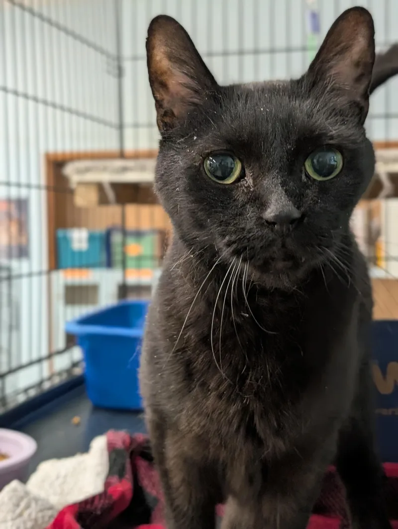 Binx thumbnail 3
