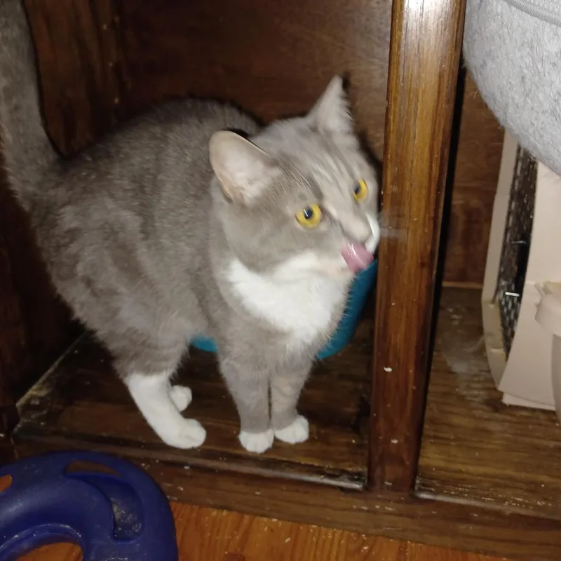 An adult small-sized female Gray / Blue / Silver Domestic Short Hair cat named Ruby for adoption in Lynchburg, VA
