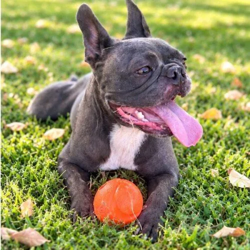 A young small-sized female Gray / Blue / Silver French Bulldog dog named Stormy for adoption in Coachella, CA