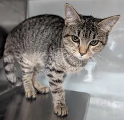 A baby medium-sized female Brown / Chocolate Domestic Short Hair cat named Riley for adoption in Herndon, VA
