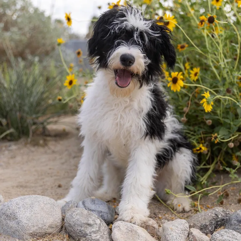 A young medium-sized male White / Cream Poodle dog named Big Carl for adoption in Palm Springs, CA