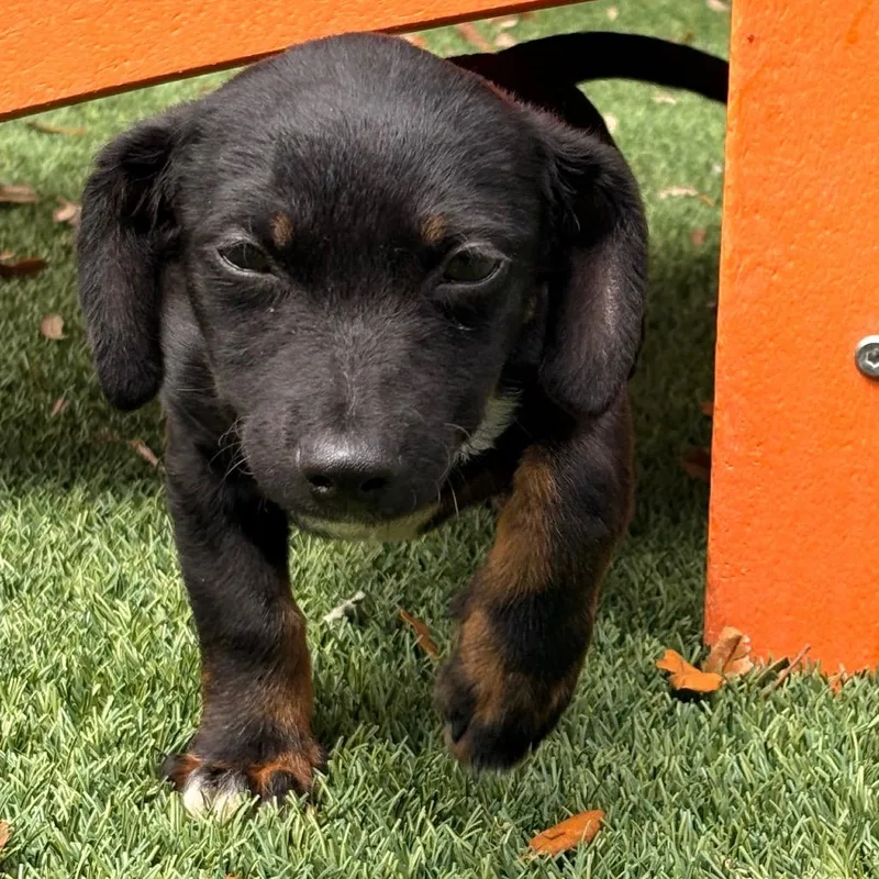 A baby small-sized male Black Mixed Breed dog named Chandler for adoption in Jupiter, FL