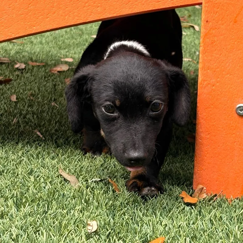 Chandler thumbnail 3