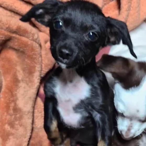 Chandler thumbnail 4