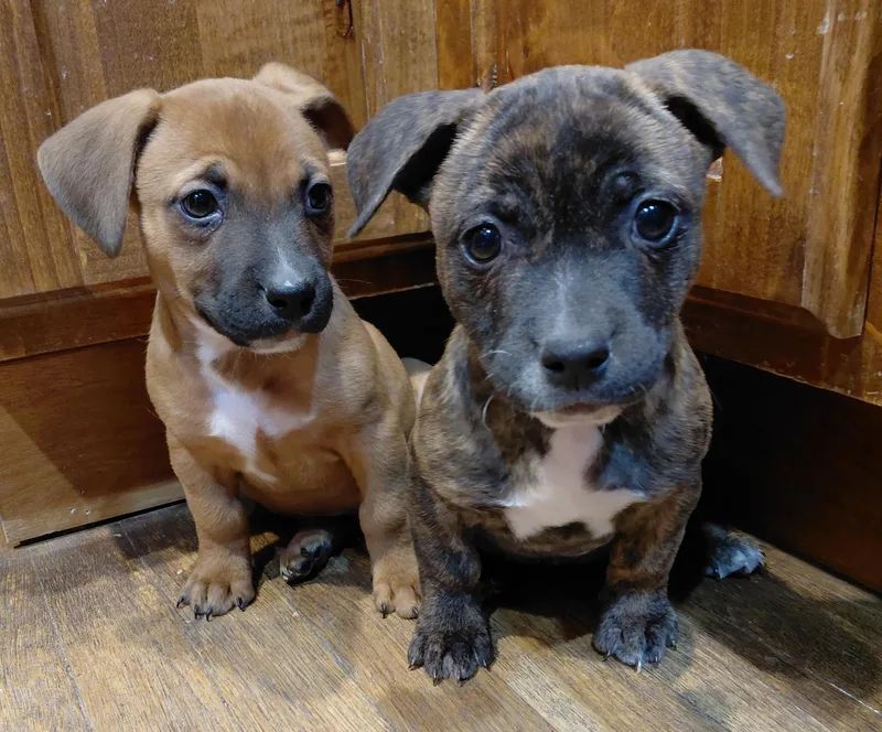 A baby small-sized male Black Mouth Cur dog named Simon for adoption in Helotes , TX