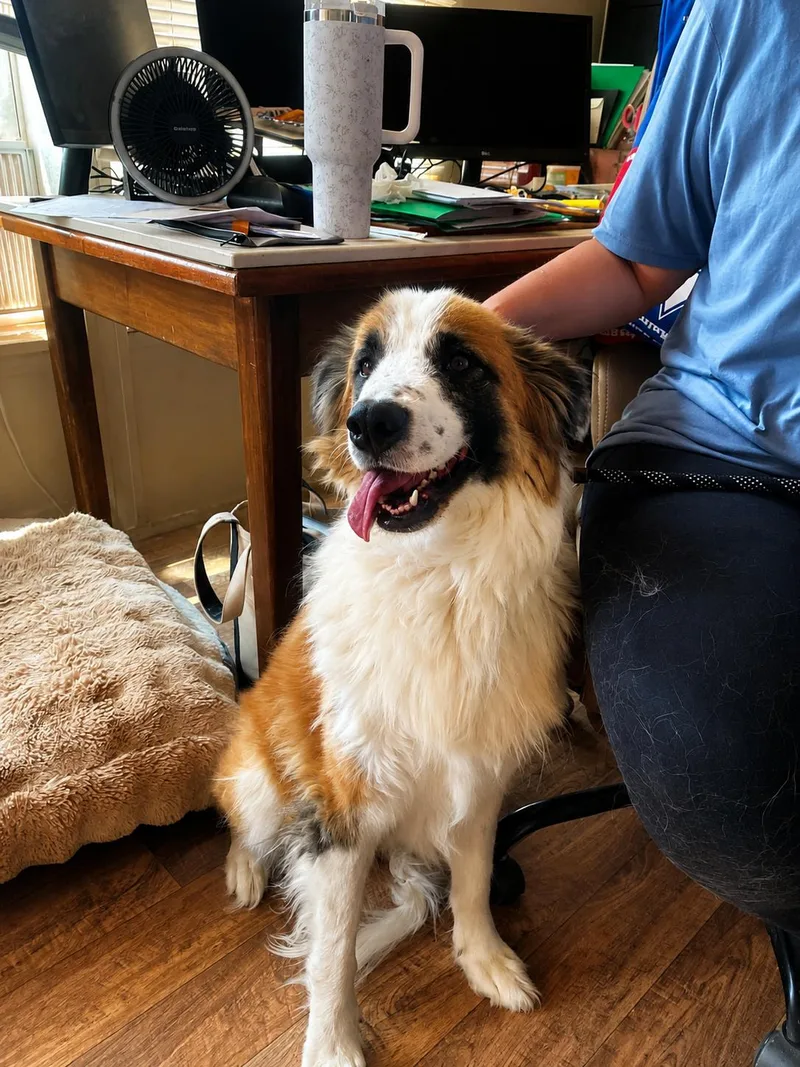 An adult large-sized female Tricolor (Brown, Black, & White) Saint Bernard dog named Nutella for adoption in Uxbridge, MA