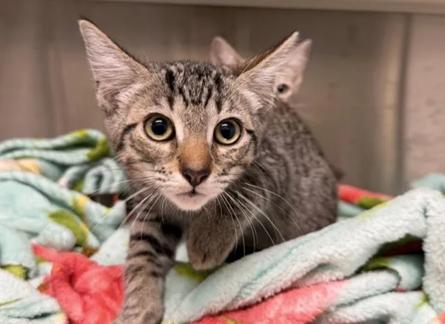 A baby small-sized male Domestic Short Hair cat named Sean Bean for adoption in Tustin, CA