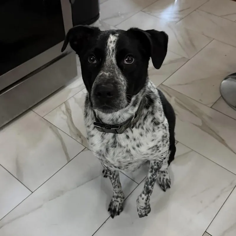 An adult medium-sized male Tricolor (Brown, Black, & White) American Staffordshire Terrier dog named Merlot Romeo for adoption in Long Island City, NY