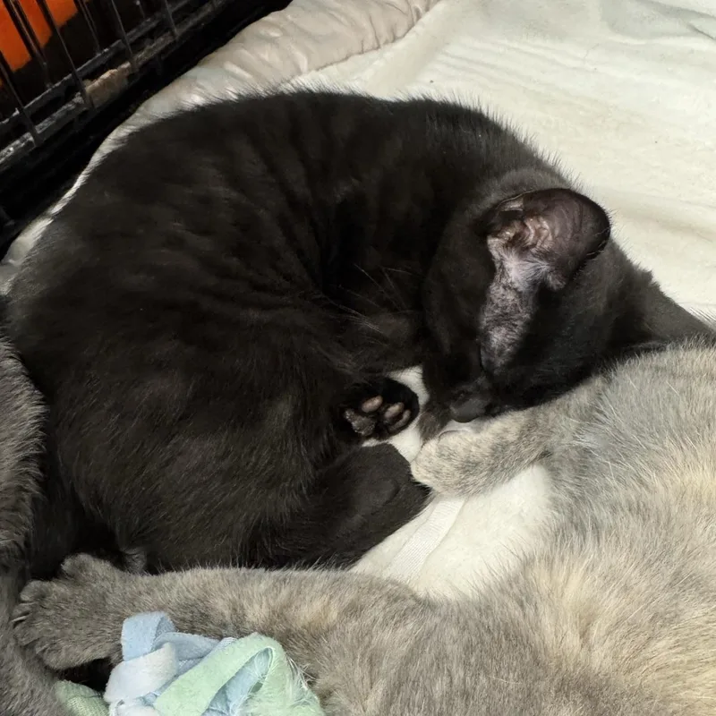 A baby medium-sized male Black Domestic Short Hair cat named Mason for adoption in Morris, MN