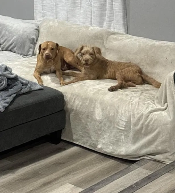A young medium-sized male Vizsla dog named Tanner & Wilson  for adoption in Houston, TX
