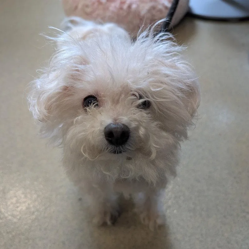 An adult medium-sized male Maltese dog named Prince for adoption in New Castle, DE
