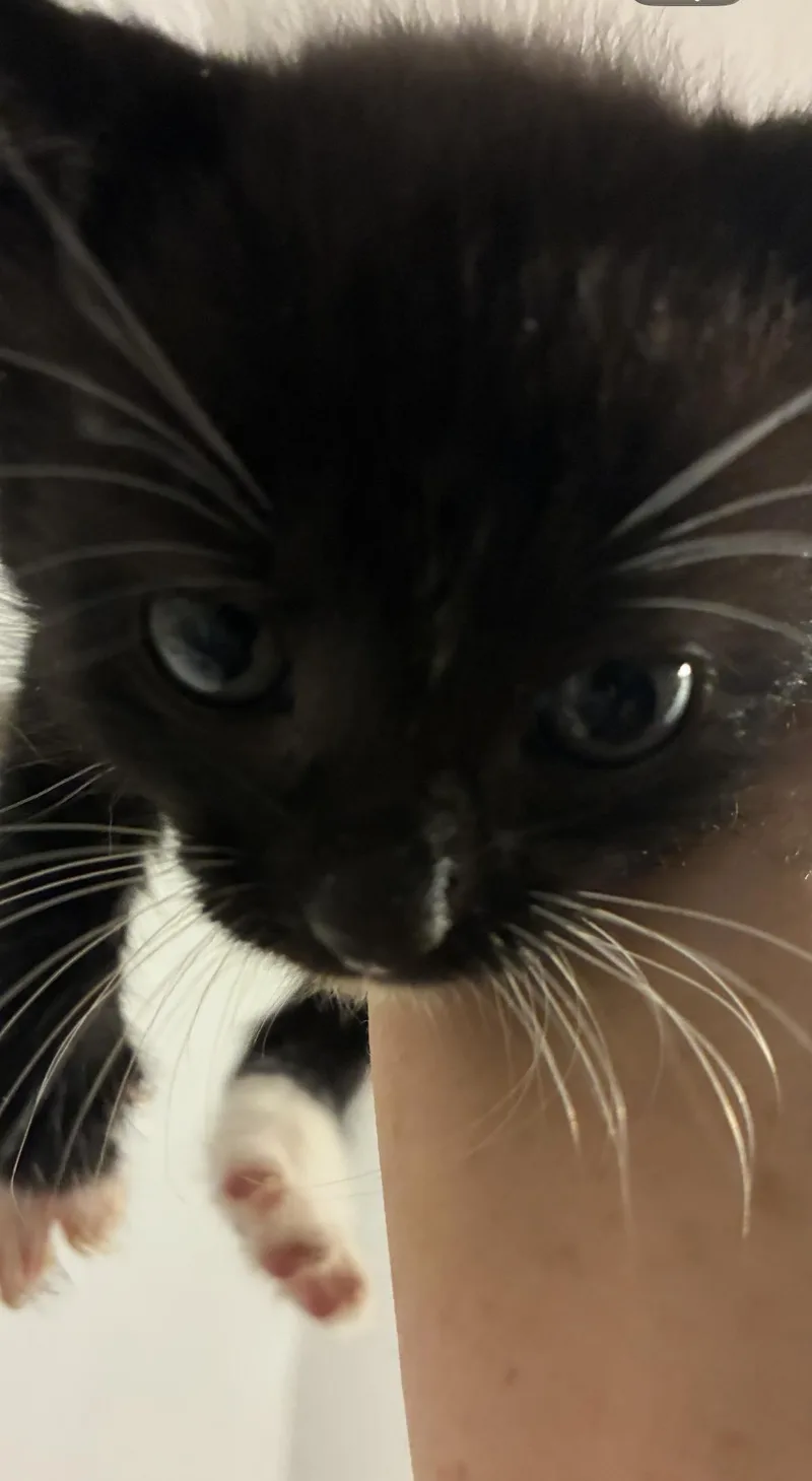 A baby medium-sized male Black Domestic Short Hair cat named Jax for adoption in East Brunswick, NJ