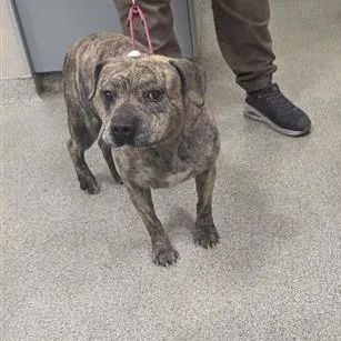 An adult medium-sized female Brindle Mixed Breed dog named Blossom for adoption in Jacksonville, FL