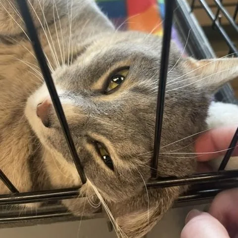 An adult medium-sized female Gray & White Domestic Short Hair cat named Willow for adoption in Attleboro, MA