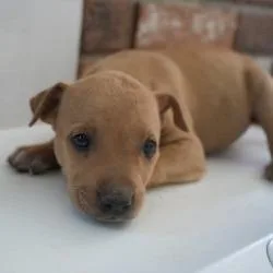 A baby small-sized male Brown / Chocolate Mixed Breed dog named Hashbrown for adoption in Bellingham, WA