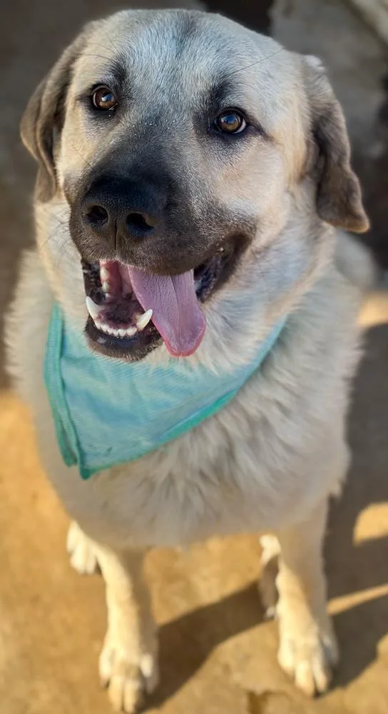 A young large-sized male Anatolian Shepherd dog named Titan 🩵 for adoption in TULSA, OK
