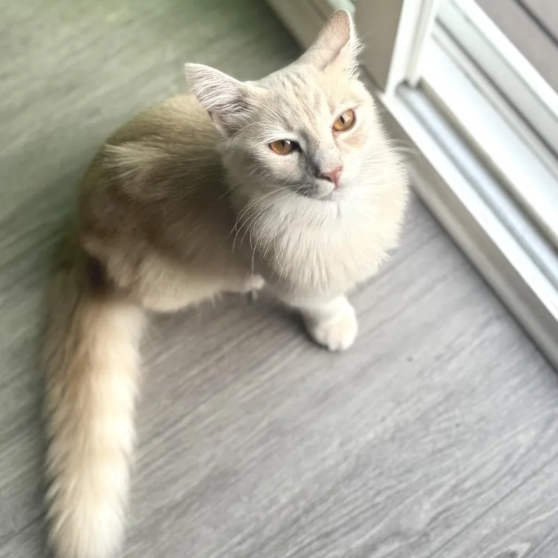 A young medium-sized male Orange / Red Domestic Medium Hair cat named Brockosaurus for adoption in Fredericksburg, VA
