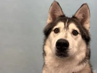 An adult large-sized male Siberian Husky dog named Joey for adoption in Golden Valley, MN