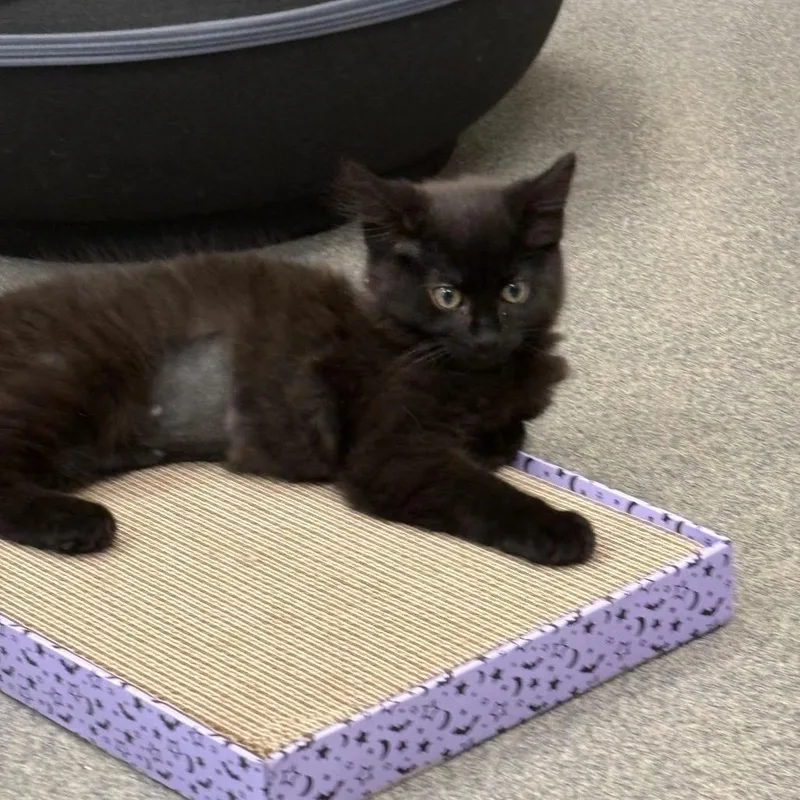 A baby small-sized female Black Domestic Medium Hair cat named Mochi for adoption in Brockton, MA