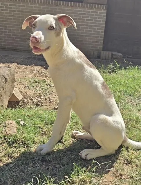 A baby medium-sized male Australian Shepherd dog named Cha Cha Slide for adoption in Manchester, CT