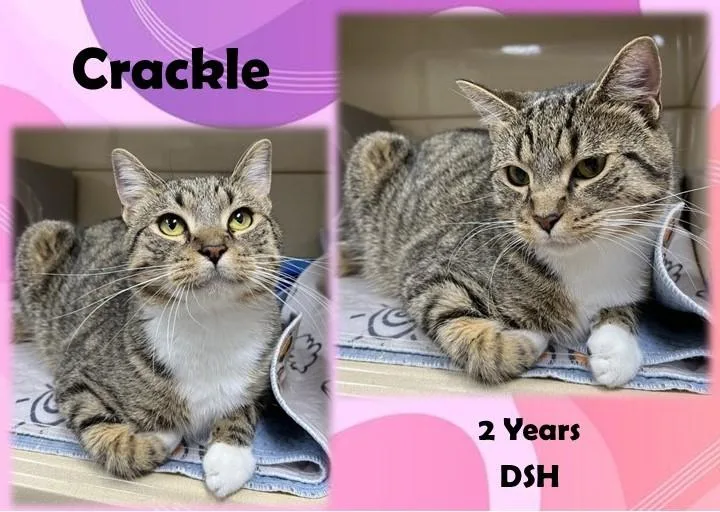 An adult medium-sized male White Domestic Short Hair cat named Crackle for adoption in Franklin, IN