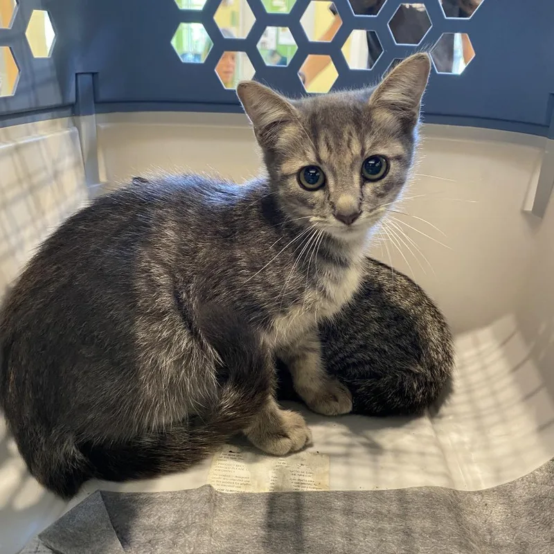 A baby small-sized male Gray / Blue / Silver Domestic Short Hair cat named Applebloom for adoption in Lynchburg, VA